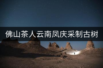 佛山茶人云南鳳慶采制古樹(shù)茶 與天地古人對(duì)話