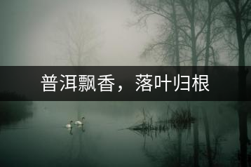 普洱飄香，落葉歸根