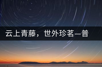 云上青藤，世外珍茗—普秀百年藤條茶即將上市