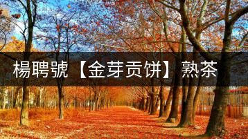 楊聘號(hào)【金芽貢餅】熟茶今日上市