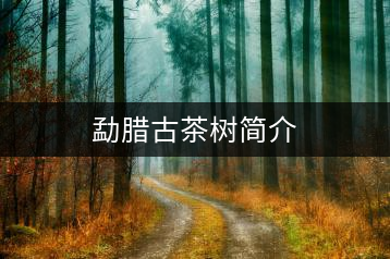 勐臘古茶樹(shù)簡(jiǎn)介