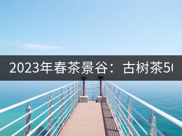 2023年春茶景谷：古樹茶500-600元／公斤，紫芽茶300-480元／公斤，白芽茶1200-2000元／公斤。