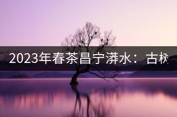 2023年春茶昌寧漭水：古樹混采純料480-600元／公斤，大樹360-420元／公斤，臺地260-300元／公斤，古樹單株均價880-1200元／公斤。