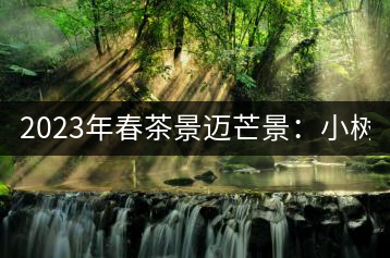 2023年春茶景邁芒景：小樹200元／公斤，古樹：600-800元／公斤