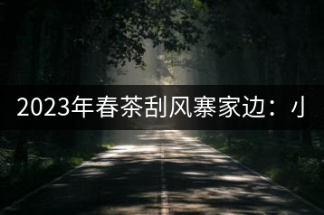 2023年春茶刮風(fēng)寨家邊：小樹400-500，古樹1000-1600元／公斤