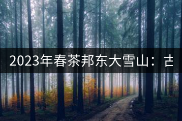 2023年春茶邦東大雪山:古樹(shù)800—900元/公斤