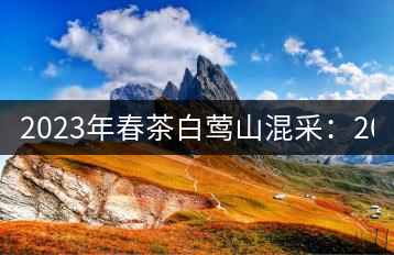 2023年春茶白鶯山混采:200-350元/公斤