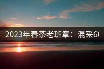 2023年春茶老班章：混采6000-8000元／公斤，挑采：12000元／公斤