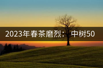 2023年春茶磨烈： 中樹500-600元／公斤，古樹混采：2200-2600元／公斤