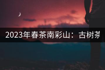 2023年春茶南彩山：古樹茶2000-2200元／公斤，大樹混采1200-1500元／公斤。