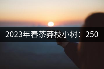 2023年春茶莽枝小樹(shù):250元/公斤, 古樹(shù):1000-1200元/公斤