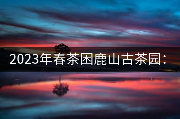 2023年春茶困鹿山古茶園：大樹8000-12000元／公斤，周邊小樹200-300元／公斤