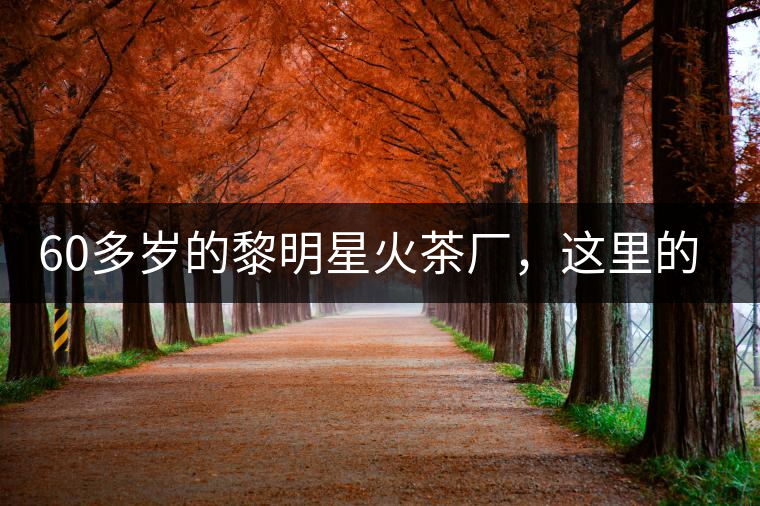 60多歲的黎明星火茶廠，這里的人依然在做茶