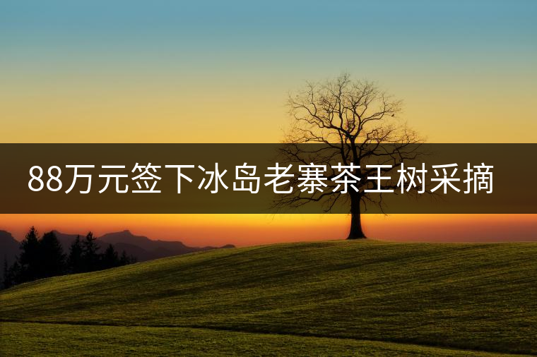88萬元簽下冰島老寨茶王樹采摘權，誰說這是“競價交易”？