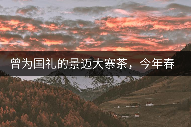 曾為國禮的景邁大寨茶，今年春茶性價比依舊高