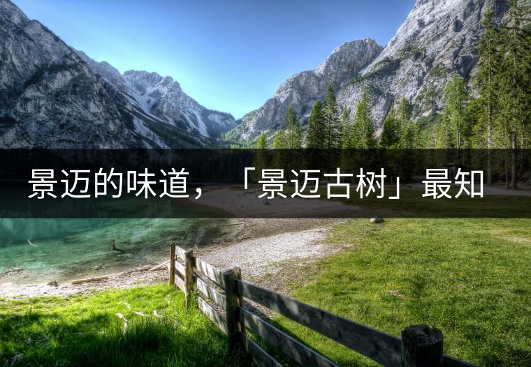 景邁的味道，「景邁古樹」最知道丨賞鑒