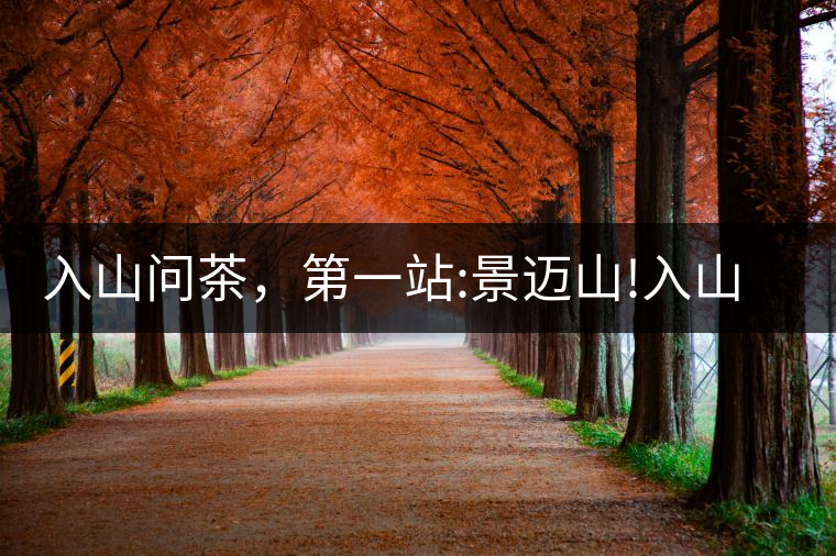 入山問(wèn)茶，第一站:景邁山!入山問(wèn)茶，第一站：景邁山！