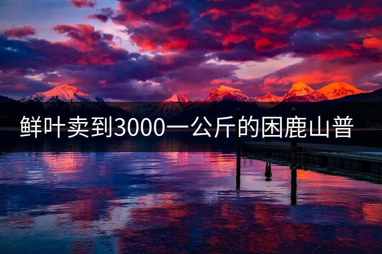 鮮葉賣到3000一公斤的困鹿山普洱茶，口感如何？