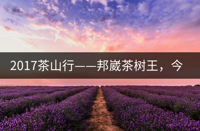 2017茶山行——邦崴茶樹王，今天你是長(zhǎng)這樣