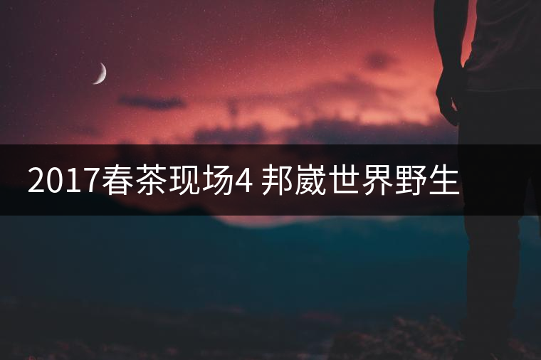 2017春茶現(xiàn)場(chǎng)4 邦崴世界野生過(guò)渡型茶王長(zhǎng)啥樣?之枝丫2017春茶現(xiàn)場(chǎng)4 邦崴世界野生過(guò)渡型茶王長(zhǎng)啥樣？之枝丫