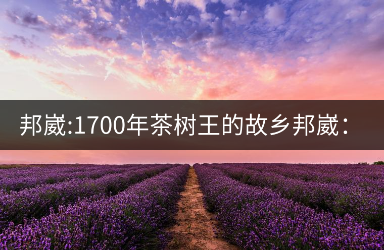 邦崴:1700年茶樹(shù)王的故鄉(xiāng)邦崴:1700年茶樹(shù)王的故鄉(xiāng) 邦崴:1700年茶樹(shù)王的故鄉(xiāng)邦崴:1700年茶樹(shù)王的故鄉(xiāng)