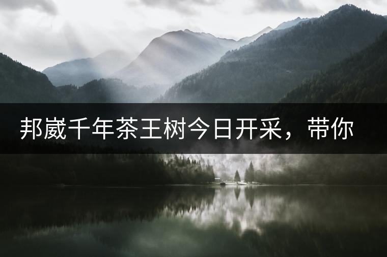 邦崴千年茶王樹今日開采，帶你了解被低估的邦崴古樹茶邦崴千年茶王樹今日開采，帶你了解被低估的邦崴古樹茶