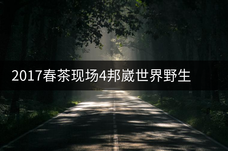 2017春茶現(xiàn)場4邦崴世界野生過渡型茶王長啥樣之茶王2017春茶現(xiàn)場4邦崴世界野生過渡型茶王長啥樣之茶王 2017春茶現(xiàn)場4邦崴世界野生過渡型茶王長啥樣之茶王2017春茶現(xiàn)場4邦崴世界野生過渡型茶王長啥樣之茶王
