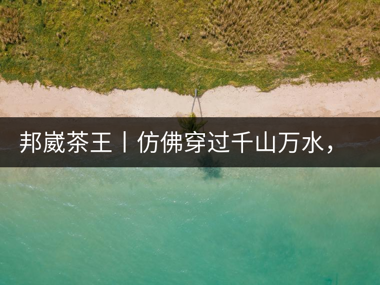 邦崴茶王丨仿佛穿過千山萬水，就是為了它而來邦崴茶王丨仿佛穿過千山萬水，就是為了它而來