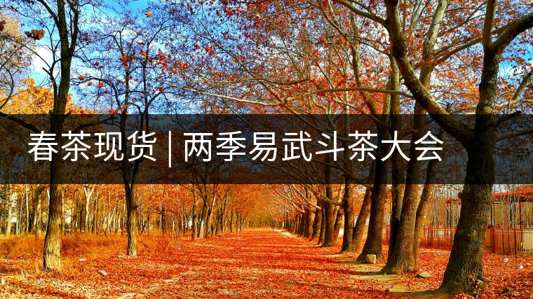 春茶現(xiàn)貨 | 兩季易武斗茶大會冠軍“落水洞”，茶友評價是這樣的