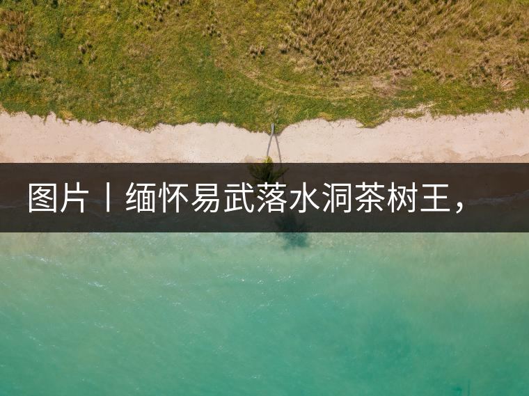 圖片丨緬懷易武落水洞茶樹王，犧牲前的樣貌圖片丨緬懷易武落水洞茶樹王，犧牲前的樣貌