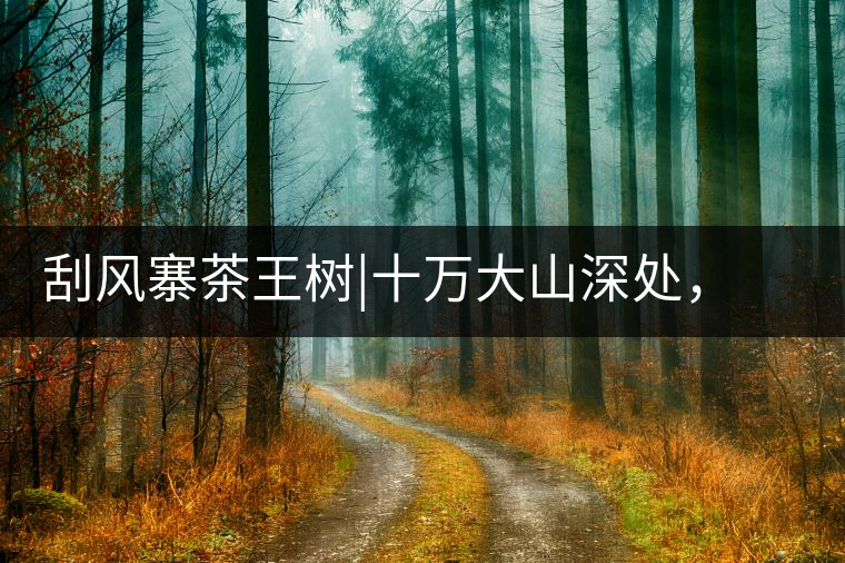 刮風(fēng)寨茶王樹|十萬大山深處，鮮為人知的王者刮風(fēng)寨茶王樹｜十萬大山深處，鮮為人知的王者