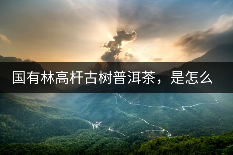 國有林高桿古樹普洱茶，是怎么回事?國有林高桿古樹普洱茶，是怎么回事？