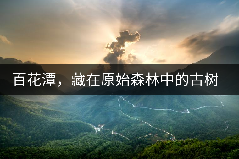 百花潭，藏在原始森林中的古樹仙境百花潭，藏在原始森林中的古樹仙境