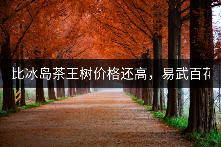 比冰島茶王樹價格還高，易武百花潭高桿古樹茶以100萬成...比冰島茶王樹價格還高，易武百花潭高桿古樹茶以100萬成交