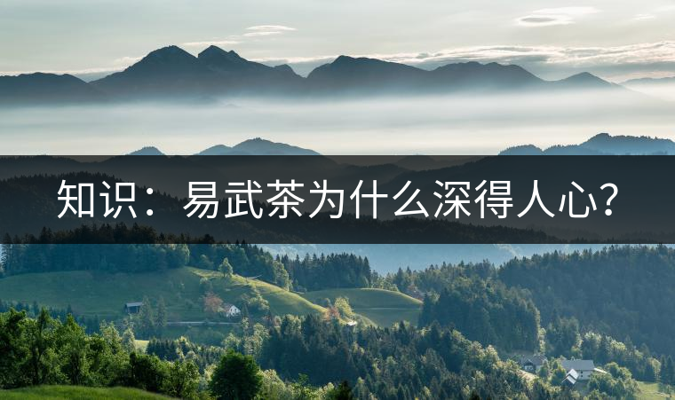 知識(shí)：易武茶為什么深得人心？