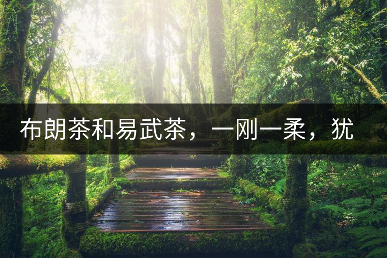 布朗茶和易武茶，一剛一柔，猶如洪拳與太極