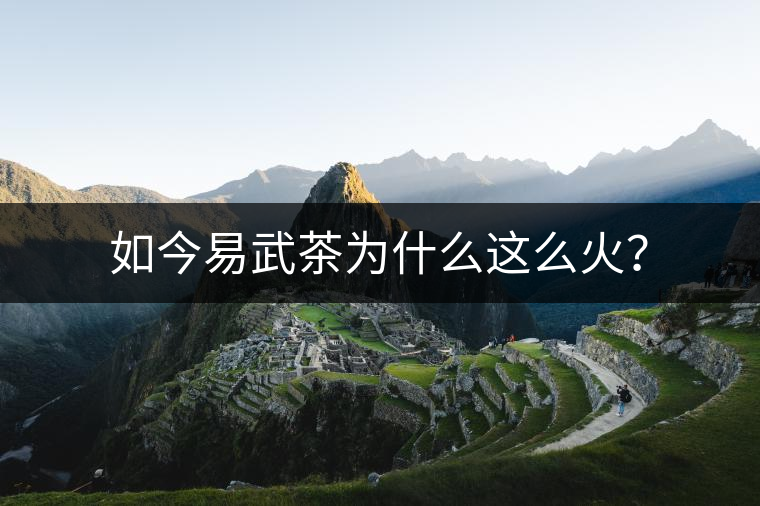 如今易武茶為什么這么火？