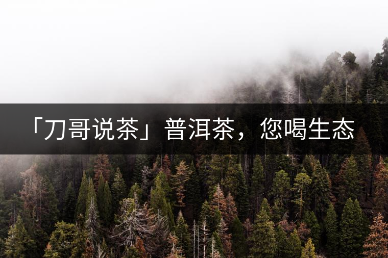 「刀哥說茶」普洱茶，您喝生態(tài)還是喝樹齡？