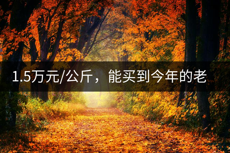 1.5萬元/公斤，能買到今年的老班章古樹茶嗎?1.5萬元/公斤，能買到今年的老班章古樹茶嗎？