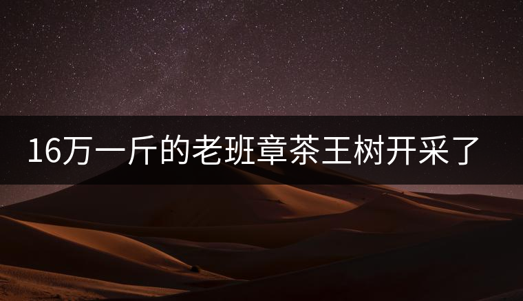 16萬一斤的老班章茶王樹開采了，茶友果斷拉了一車現(xiàn)金去...16萬一斤的老班章茶王樹開采了，茶友果斷拉了一車現(xiàn)金去！