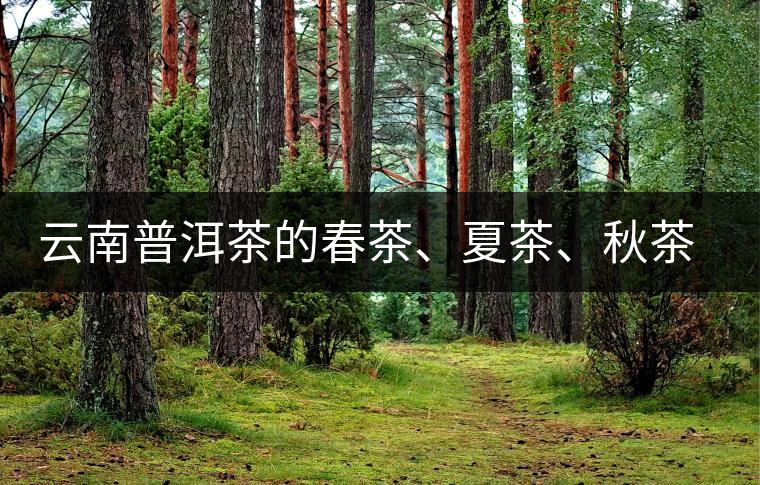 云南普洱茶的春茶、夏茶、秋茶的采摘時(shí)間及其特點(diǎn)
