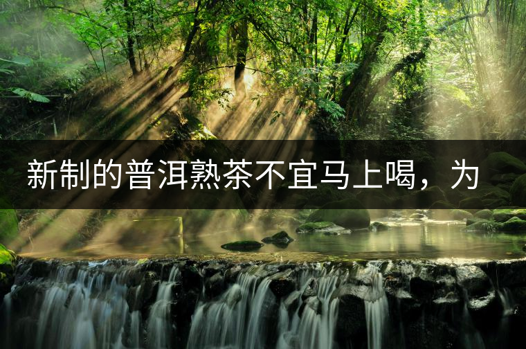 新制的普洱熟茶不宜馬上喝，為什么？