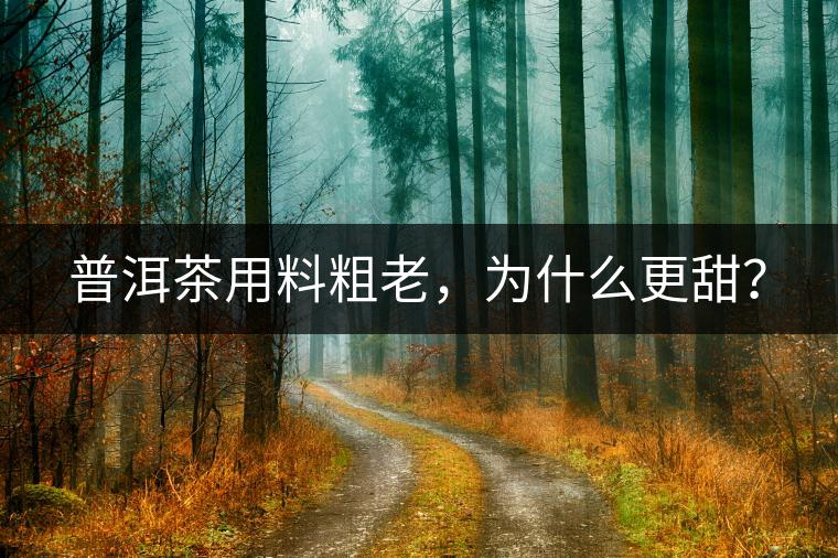 普洱茶用料粗老，為什么更甜？