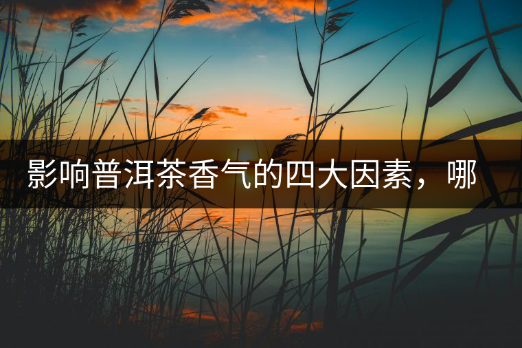 影響普洱茶香氣的四大因素，哪一個影響最大？