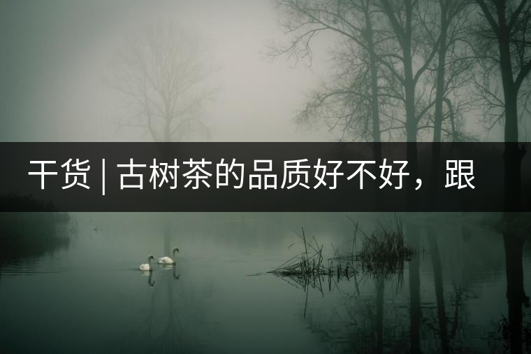 干貨 | 古樹(shù)茶的品質(zhì)好不好，跟耐泡度真的有關(guān)聯(lián)嗎？