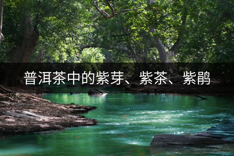 普洱茶中的紫芽、紫茶、紫鵑