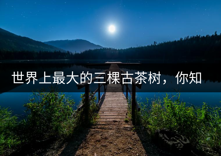 世界上最大的三棵古茶樹，你知道嗎？