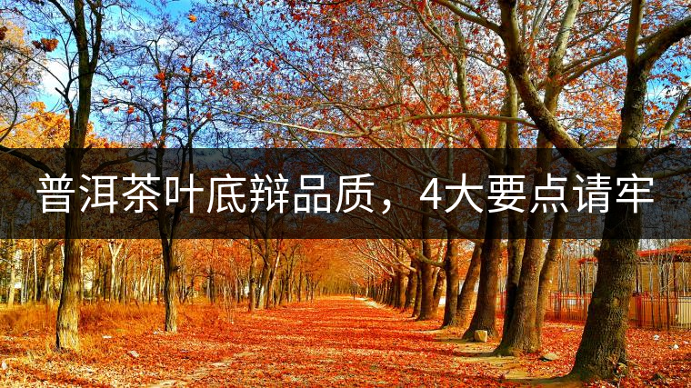 普洱茶葉底辯品質(zhì)，4大要點請牢記！