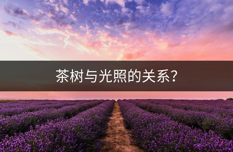 茶樹與光照的關系？