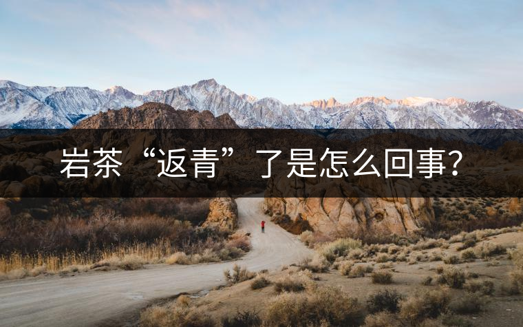 巖茶“返青”了是怎么回事？